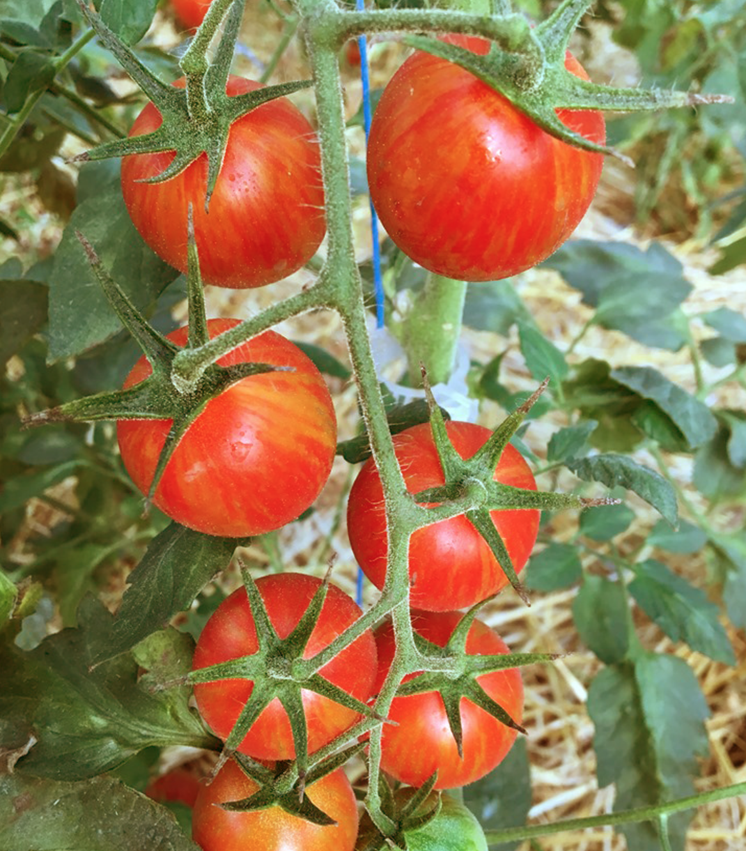 2025 Varieties — Chicago Tomato Man